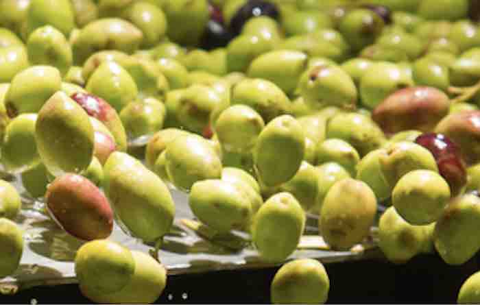 Olive