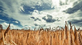 Quest'anno la produzione di grano duro scenderà sotto i 3,5 milioni di tonnella...