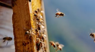 Il Consorzio Nazionale Apicoltori Conapi ha chiuso l'esercizio 2023/2024 con un...