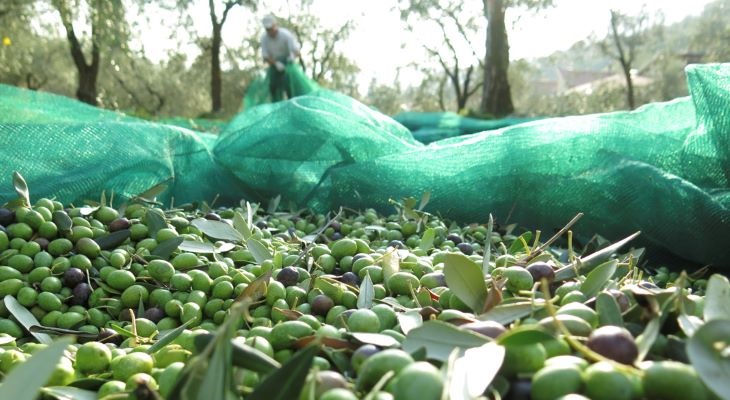 raccolta_olive_leonexpo