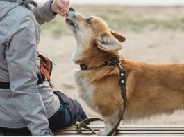 Free from per tutti, anche per gli amici a quattro zampe