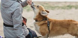 Free from per tutti, anche per gli amici a quattro zampe