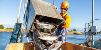 Tonno: prodotti sostenibili in forte crescita, anche in Italia