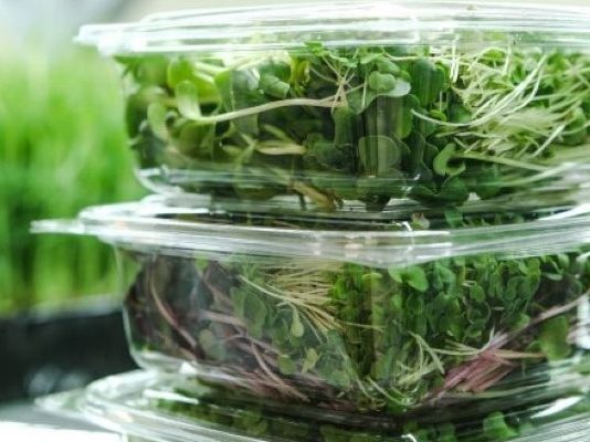 Ortofrutta, i contenitori in plastica sono il problema o la soluzione?